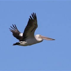 Pelecanus conspicillatus at Fyshwick, ACT - 3 Oct 2024