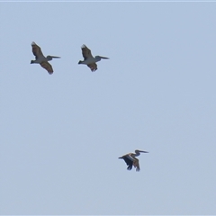 Pelecanus conspicillatus at Fyshwick, ACT - 3 Oct 2024