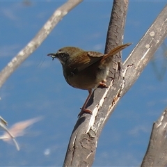 Sericornis frontalis (White-browed Scrubwren) at Fyshwick, ACT - 3 Oct 2024 by RodDeb