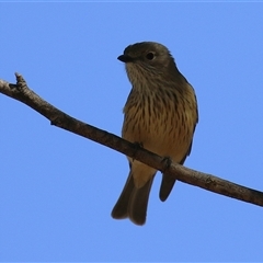 Pachycephala rufiventris (Rufous Whistler) at Fyshwick, ACT - 3 Oct 2024 by RodDeb