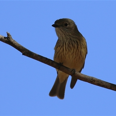 Pachycephala rufiventris (Rufous Whistler) at Fyshwick, ACT - 3 Oct 2024 by RodDeb