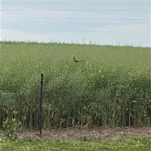 Polytelis swainsonii at Molong, NSW - suppressed
