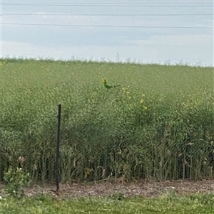 Polytelis swainsonii (Superb Parrot) at Molong, NSW by Hannah