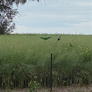 Polytelis swainsonii at Molong, NSW - suppressed