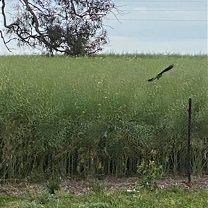 Polytelis swainsonii at Molong, NSW - suppressed