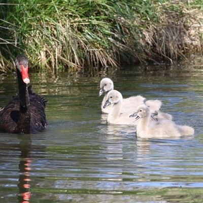 Cygnus atratus (Black Swan) at Fyshwick, ACT - 3 Oct 2024 by RodDeb