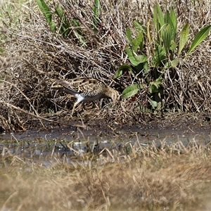 Gallinago hardwickii at Fyshwick, ACT - 3 Oct 2024