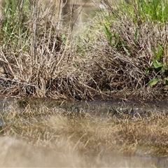 Gallinago hardwickii at Fyshwick, ACT - 3 Oct 2024