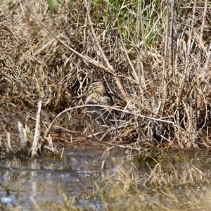 Gallinago hardwickii at Fyshwick, ACT - 3 Oct 2024