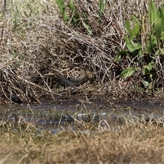 Gallinago hardwickii at Fyshwick, ACT - 3 Oct 2024