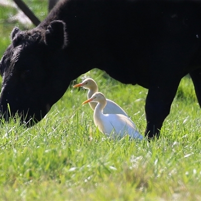 Bubulcus coromandus (Eastern Cattle Egret) at Fyshwick, ACT - 3 Oct 2024 by RodDeb