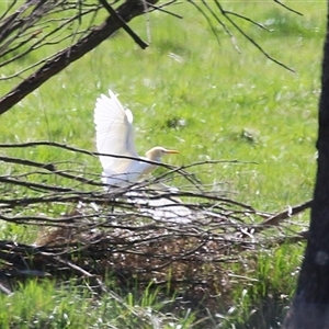 Bubulcus coromandus at Fyshwick, ACT - 3 Oct 2024