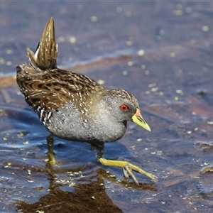 Porzana fluminea at Fyshwick, ACT - 3 Oct 2024