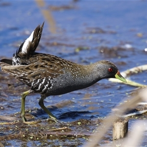 Porzana fluminea at Fyshwick, ACT - 3 Oct 2024