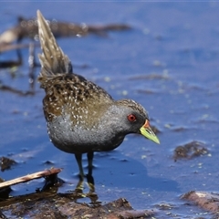 Porzana fluminea at Fyshwick, ACT - 3 Oct 2024