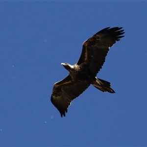 Aquila audax at Fyshwick, ACT - 3 Oct 2024