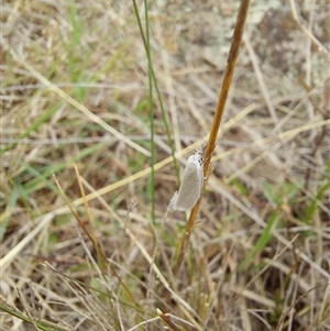 Thema holoxesta at Hume, ACT - 4 Oct 2024 01:22 PM