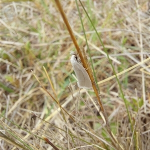 Thema holoxesta at Hume, ACT - 4 Oct 2024 01:22 PM