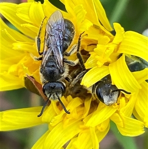 Lasioglossum (Chilalictus) lanarium at Whitlam, ACT - 2 Oct 2024 11:12 AM