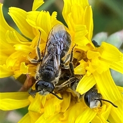 Lasioglossum (Chilalictus) lanarium at Whitlam, ACT - 2 Oct 2024