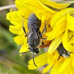 Lasioglossum (Chilalictus) lanarium at Whitlam, ACT - 2 Oct 2024 11:12 AM