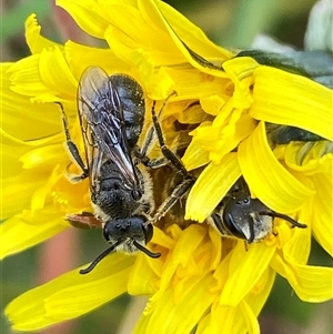 Lasioglossum (Chilalictus) lanarium at Whitlam, ACT - 2 Oct 2024 11:12 AM