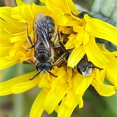 Lasioglossum (Chilalictus) lanarium at Whitlam, ACT - 2 Oct 2024 11:12 AM