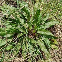 Rumex crispus (Curled Dock) at Symonston, ACT - 3 Oct 2024 by CallumBraeRuralProperty