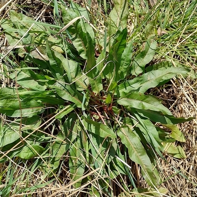 Rumex crispus (Curled Dock) at Symonston, ACT - 2 Oct 2024 by CallumBraeRuralProperty