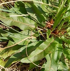 Rumex crispus at Symonston, ACT - 3 Oct 2024