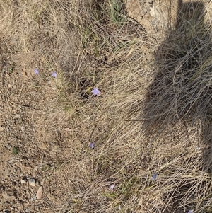 Wahlenbergia sp. at Chisholm, ACT - 27 Sep 2024