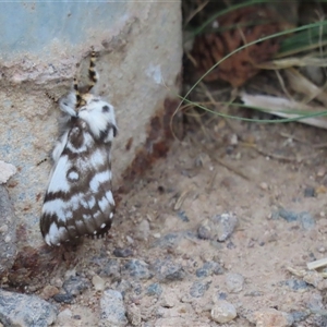 Porela vitulina at Monash, ACT - 4 Oct 2024 05:10 PM