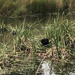 Porphyrio melanotus (Australasian Swamphen) at Casey, ACT - 4 Oct 2024 by ploffskinpluffskin