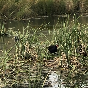 Porphyrio melanotus at Casey, ACT - suppressed