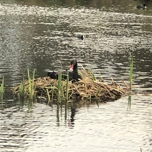 Cygnus atratus at Casey, ACT - suppressed