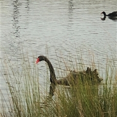 Cygnus atratus at Casey, ACT - suppressed