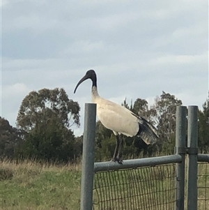 Threskiornis molucca at Casey, ACT - 4 Oct 2024 04:27 PM