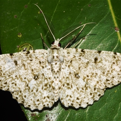 Catoria camelaria (A Geometer moth (Larentiinae)) at Sheldon, QLD - 1 Oct 2024 by PJH123