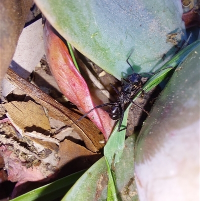 Unidentified Ant (Hymenoptera, Formicidae) at Wirlinga, NSW - 4 Oct 2024 by RobCook