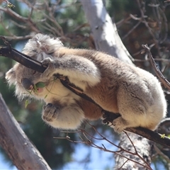 Phascolarctos cinereus (Koala) at Raymond Island, VIC - 31 Dec 2023 by HappyWanderer