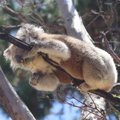 Phascolarctos cinereus (Koala) at Raymond Island, VIC - 31 Dec 2023 by HappyWanderer