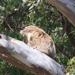 Phascolarctos cinereus (Koala) at Raymond Island, VIC by HappyWanderer