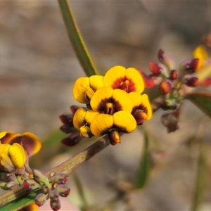 Daviesia leptophylla at Captains Flat, NSW - 4 Oct 2024