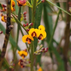 Daviesia leptophylla at Captains Flat, NSW - 4 Oct 2024