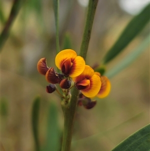 Daviesia leptophylla at Captains Flat, NSW - 4 Oct 2024