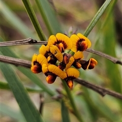 Daviesia leptophylla at Captains Flat, NSW - 4 Oct 2024