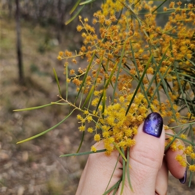 Acacia boormanii (Snowy River Wattle) at Captains Flat, NSW - 4 Oct 2024 by Csteele4