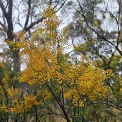 Acacia boormanii at Captains Flat, NSW - 4 Oct 2024 11:02 AM