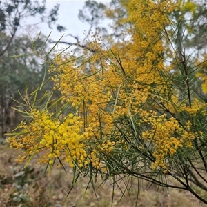 Acacia boormanii at Captains Flat, NSW - 4 Oct 2024 11:02 AM