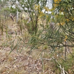 Acacia boormanii at Captains Flat, NSW - 4 Oct 2024 11:02 AM